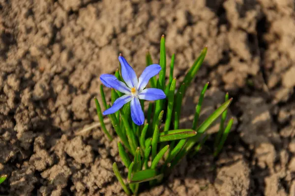 İlkbaharda karın mavi ihtişamı (chionodoxa luciliae) çiçeği