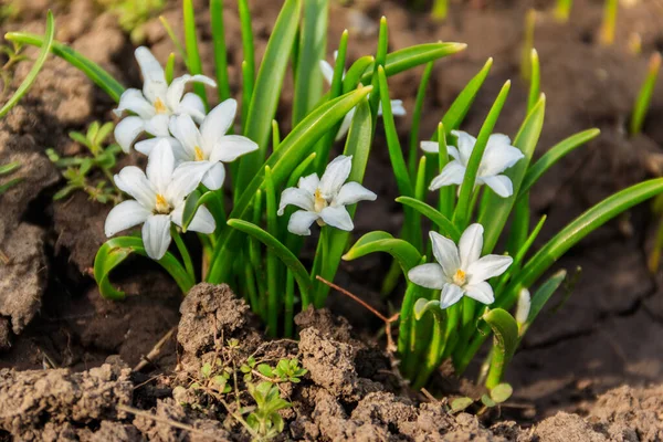 İlkbaharda karın beyaz ihtişamı (chionodoxa luciliae) çiçekleri