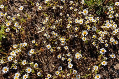 Baharda çayırdaki beyaz papatya çiçekleri