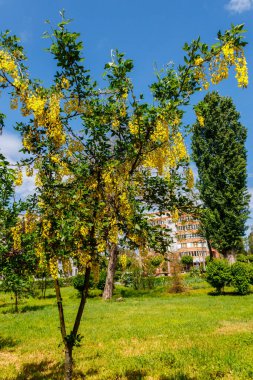Çiçek açan sarı akasya ağacı (Caragana ağaç kesimleri))