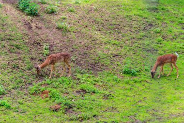 Genç geyik yeşil bir çayırda otluyor.