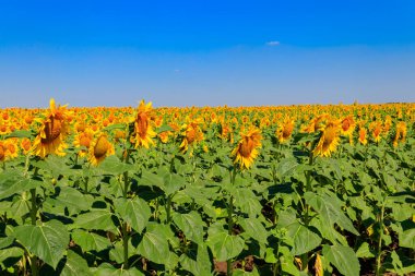 Yazın güzel ayçiçeği tarlası manzarası