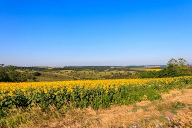 Yaz manzarası Ayçiçeği tarlaları, tepeler ve mavi gökyüzü