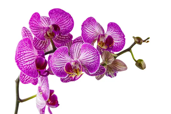 Tak Van Orchidee Falaenopsis Geïsoleerd Witte Achtergrond — Stockfoto