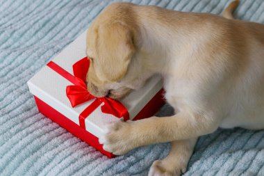 Küçük şirin labrador köpek yavrusu. Yatağında hediye kutusu var.