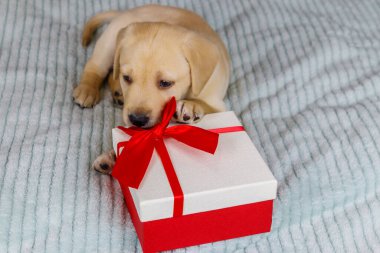 Küçük şirin labrador köpek yavrusu. Yatağında hediye kutusu var.