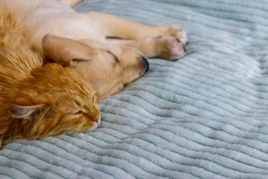 Küçük şirin labrador köpek yavrusu ve yatakta genç bir kedi. Evcil hayvanların dostluğu