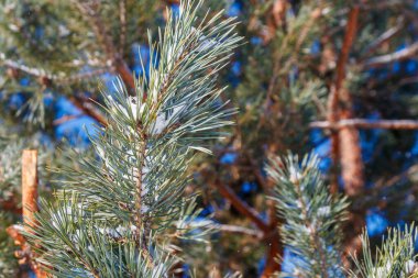 Kışın beyaz karla kaplı çam ağacı dalları