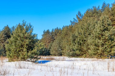 Kışın karlı çam ormanının manzarası