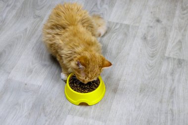 Şirin kedi, yerdeki sarı plastik kaseden yemeğini yiyor.