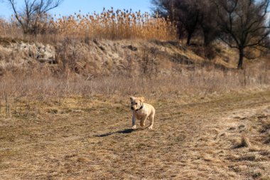 Çayırda koşan sevimli labrador av köpeği yavrusu.