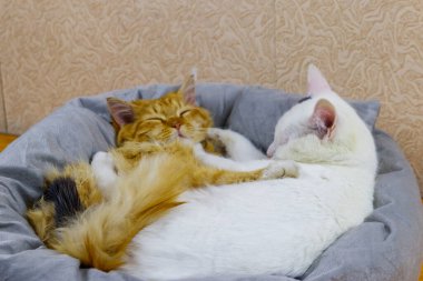 Yumuşak kedi yataklarında yatan iki kedi.