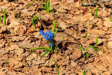 Mavi scilla çiçek (Scilla bifolia) veya Squill Bahar üzerinde ormandaki