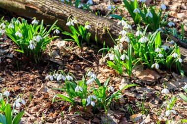 Bahar ormanlarında beyaz kardelen çiçekleri (Galanthus nivalis)