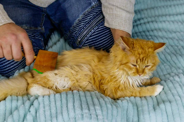 Man with a pet slicker brush brushing a fur of fluffy ginger cat