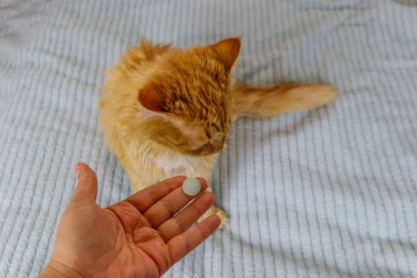 Ginger cat getting a pill from female hand. Concept of taking medicines or vitamins for animals, veterinary medicine, pet care