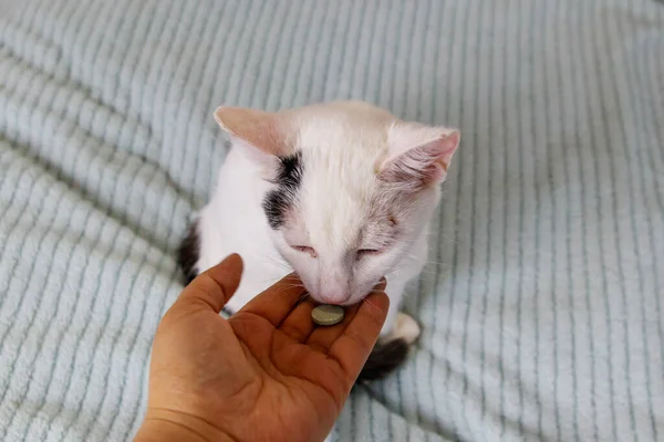 White cat getting a pill from female hand. Concept of taking medicines or vitamins for animals, veterinary medicine, pet care