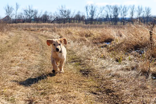 Çayırda koşan sevimli labrador av köpeği yavrusu.