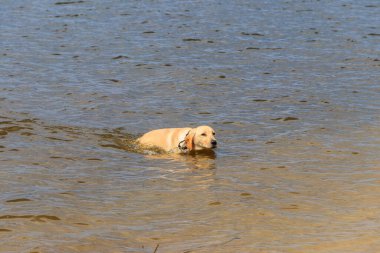 Suyun içinde oynayan sevimli labrador av köpeği.