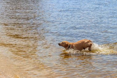 Suyun içinde oynayan sevimli labrador av köpeği.