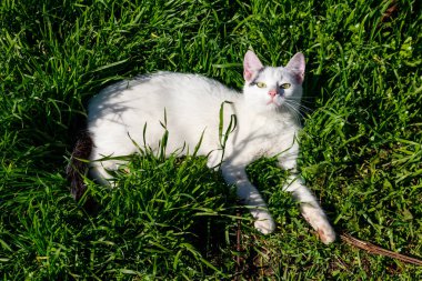 Çayırdaki yeşil çimenlikteki sevimli kedi