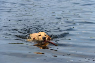 Şirin labrador av köpeği nehirde sopayla yüzüyor.