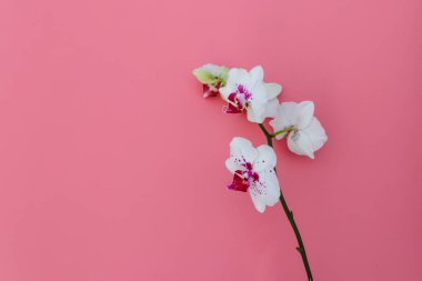 Pastel pembe arka planda bir dal orkide penisi. Üst görünüm, alanı kopyala