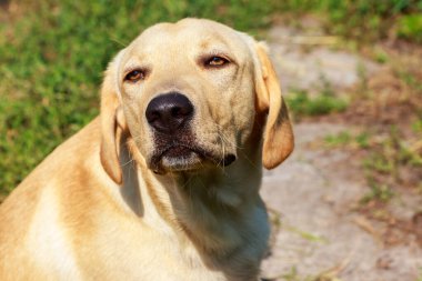 Genç ve şirin Labrador Retriever 'ın portresi.