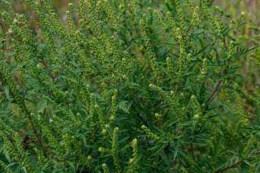 Ragweed bitkileri (Ambrosia artemisiifolia) alerjiye yol açar