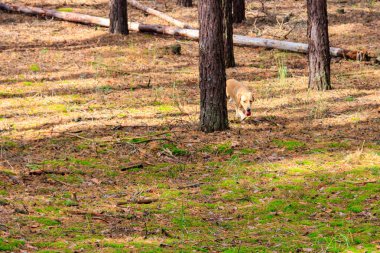 Labrador Retriever sonbaharda çam ormanında yürüyor.