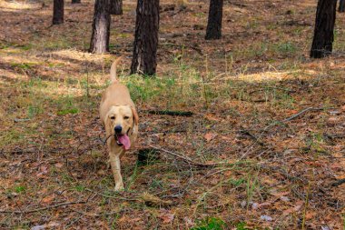 Labrador Retriever sonbaharda çam ormanında yürüyor.