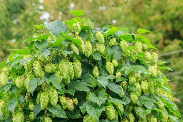 Green hop cones on hops plant farm field for brewing beer
