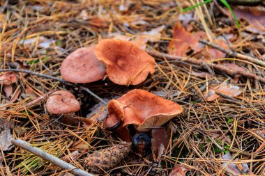 Saffron Milkcap veya çam mantarı (Lactarius deliciosus) sonbaharda çam ormanında