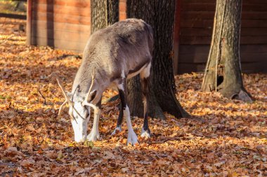 Ren geyiği (Rangifer tarandus) sonbaharda ormanda