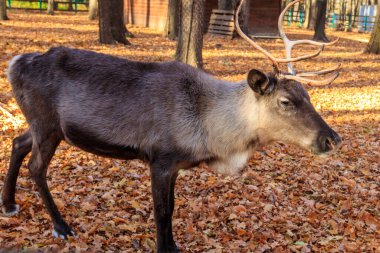 Ren geyiği (Rangifer tarandus) sonbaharda ormanda