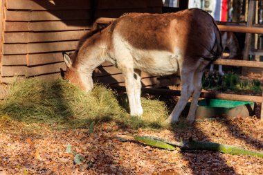 Kiang (Equus kiang), also known Tibetan wild ass, khyang and gorkhar
