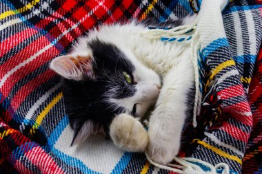 Şirin tembel kedi kareli kareli bir karede yatıyor.