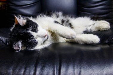 Siyah deri koltuklu genç kedi.