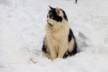 Beyaz karda tatlı siyah beyaz kedi.