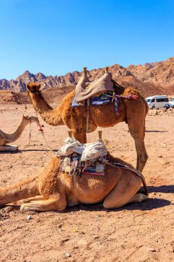 Mısır 'ın Sina Çölü' nde geleneksel bedeveler.