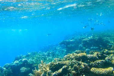 Mavi lagün 'deki Kızıl Deniz' deki mercan resifinde farklı tropikal balıklar, Mısır 'daki Sina yarımadası.