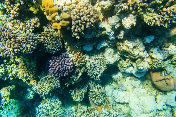 Coral Reef Red Sea Ras Mohammed National Park Sinai Peninsula Стокова Картинка