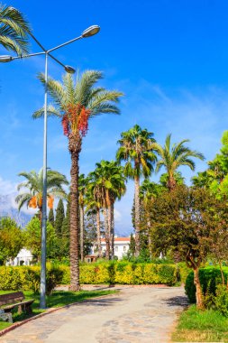 Şehir parkında yaya geçidi ve palmiye ağaçları. Tropikal manzara