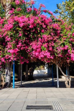 Parkta çiçek açan güzel pembe begonviller.