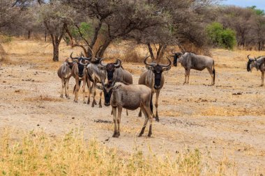 Tarangire Ulusal Parkı, Tanzanya 'da mavi antilop sürüsü (Connochaetes taurinus)