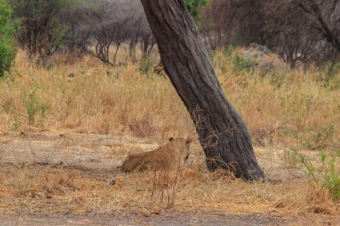 Yetişkin dişi aslan (Panthera leo), Tanzanya 'daki Tarangire ulusal parkında bir ağacın altında dinleniyor.