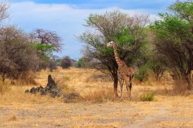 Tarangire Ulusal Parkı, Tanzanya 'daki Savana' da zürafa. Tanzanya 'nın vahşi doğası, Doğu Afrika
