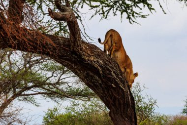 Yetişkin dişi aslan (Panthera leo) Tarangire Ulusal Parkı, Tanzanya 'daki ağaçtan in.