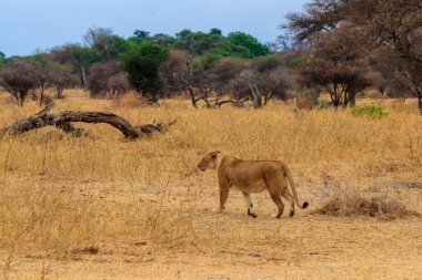 Lioness (Panthera leo) walking in Tarangire national park, Tanzania