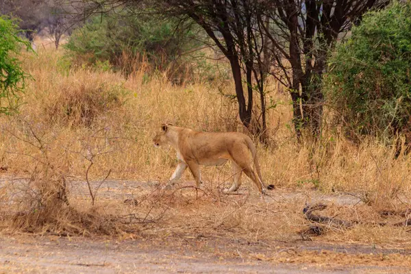 Dişi aslan (Panthera leo) Tarangire Milli Parkı, Tanzanya 'da yürüyor